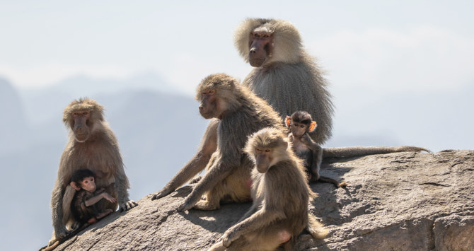 Center used drones and geographic information systems to find over 500 hotspots with over 41,000 baboons (AN)