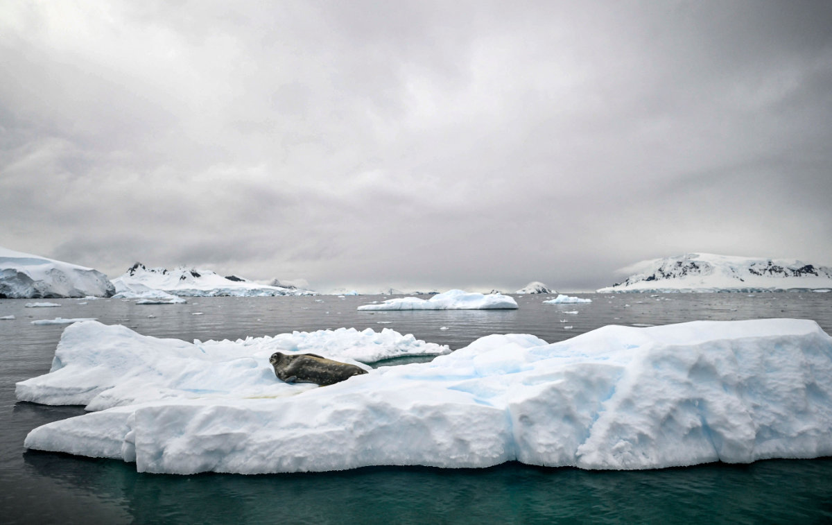 World’s biggest iceberg ‘battered’ by waves as it heads north