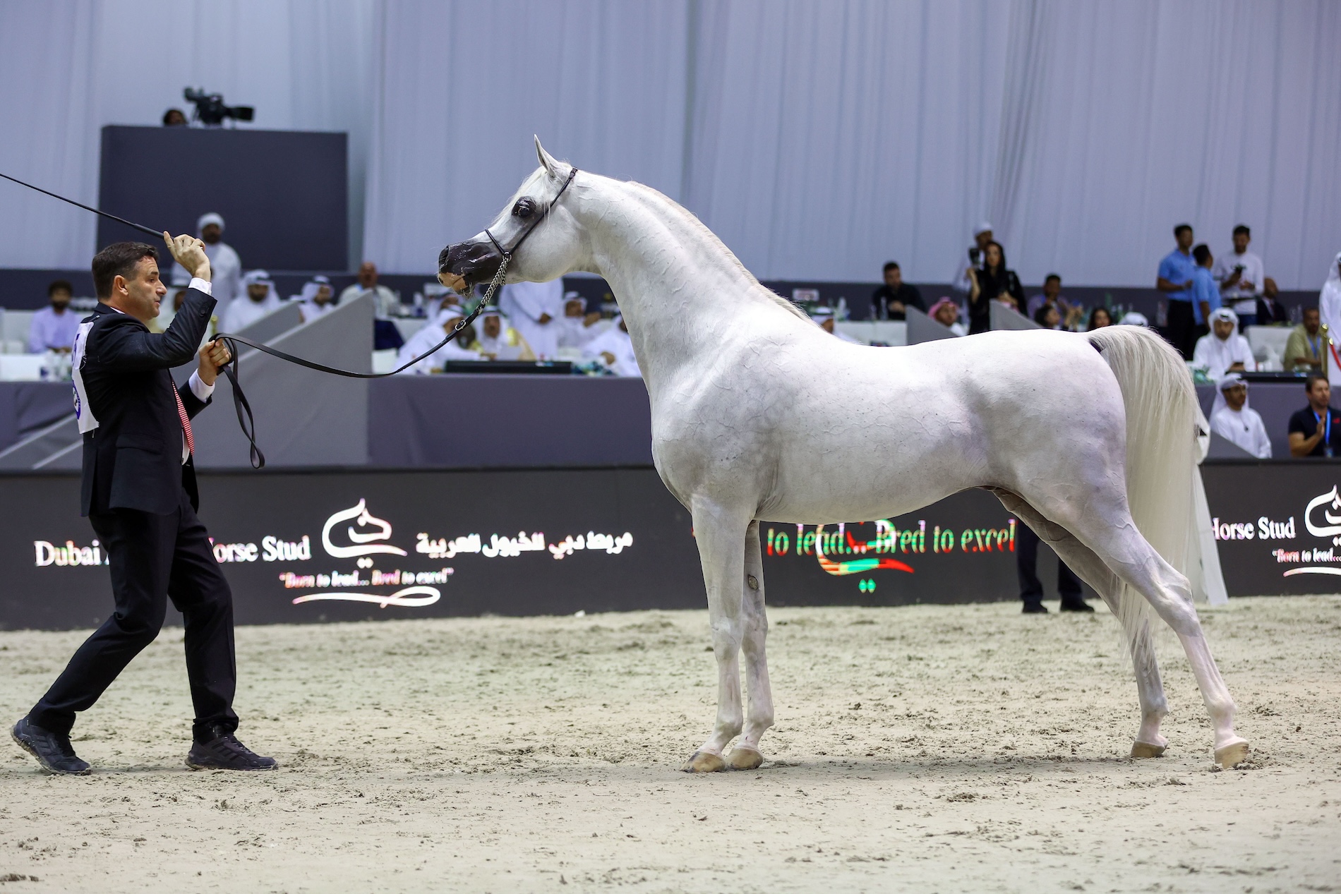Dubai International Arabian Horse Championship 2024 will take place on March 22-24 (Supplied)