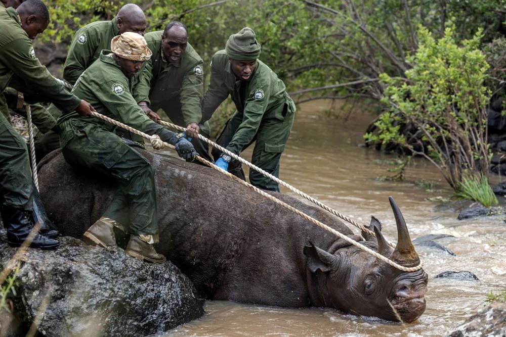 Members of the Kenya Wildlife Service (KWS) during a capture and translocation operation of rhinos in Nairobi National Park, Jan. 16, 2024. (AFP)