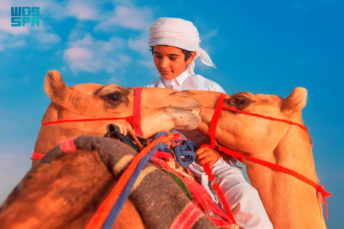 The bond between Arabs and camels in the vast deserts of the region weaves a tale of companionship and reliance that reaches deep into antiquity. (SPA)