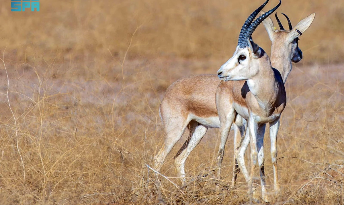 The conservation work, carried out by the Imam Abdulaziz bin Mohammed Royal Reserve Development Authority, has taken place for five consecutive seasons. (SPA)
