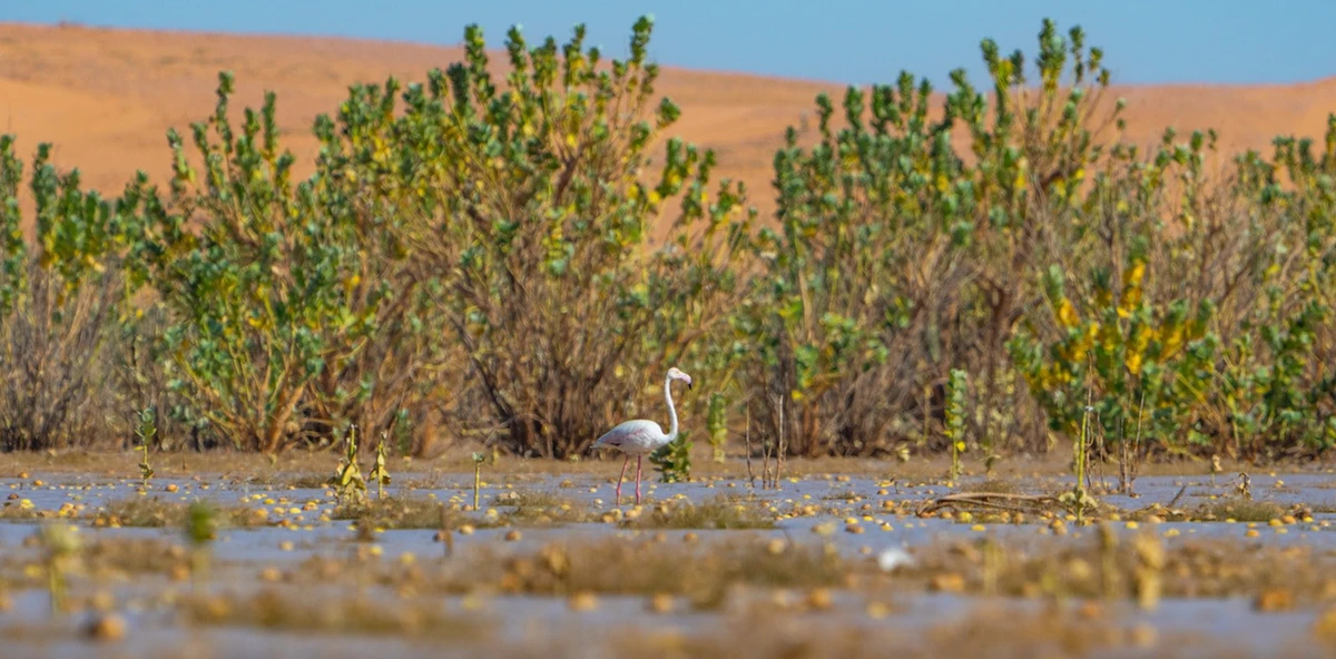 Achievements by the King Abdulaziz Royal Reserve Development Authority mean the organization has taken significant steps towards its environmental goals. (@KARNRSA)