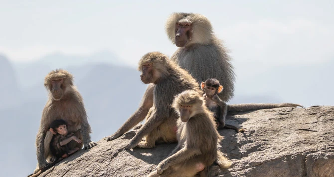 Center used drones and geographic information systems to find over 500 hotspots with over 41,000 baboons (AN)