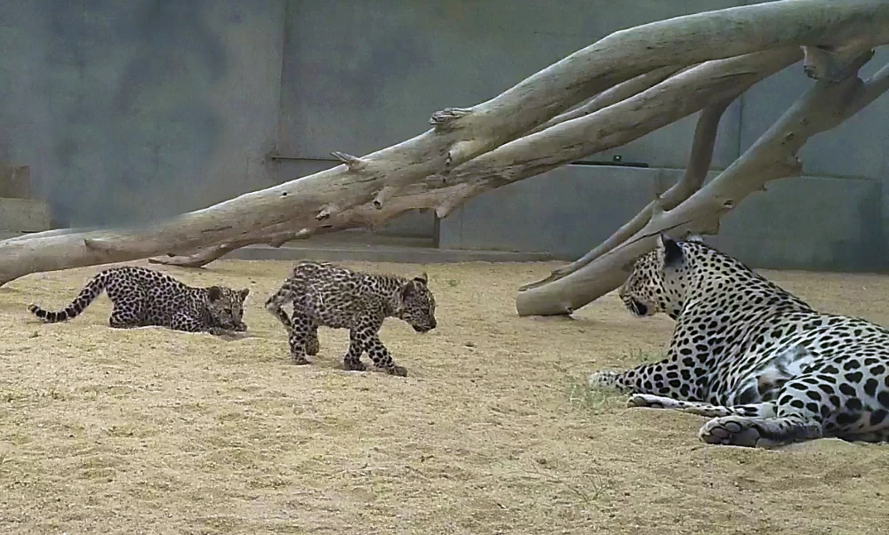 The Royal Commission for AlUla has proven itself steadfast in its mission to ensure that Arabian leopards survive — and thrive — for generations to come. (RCU)