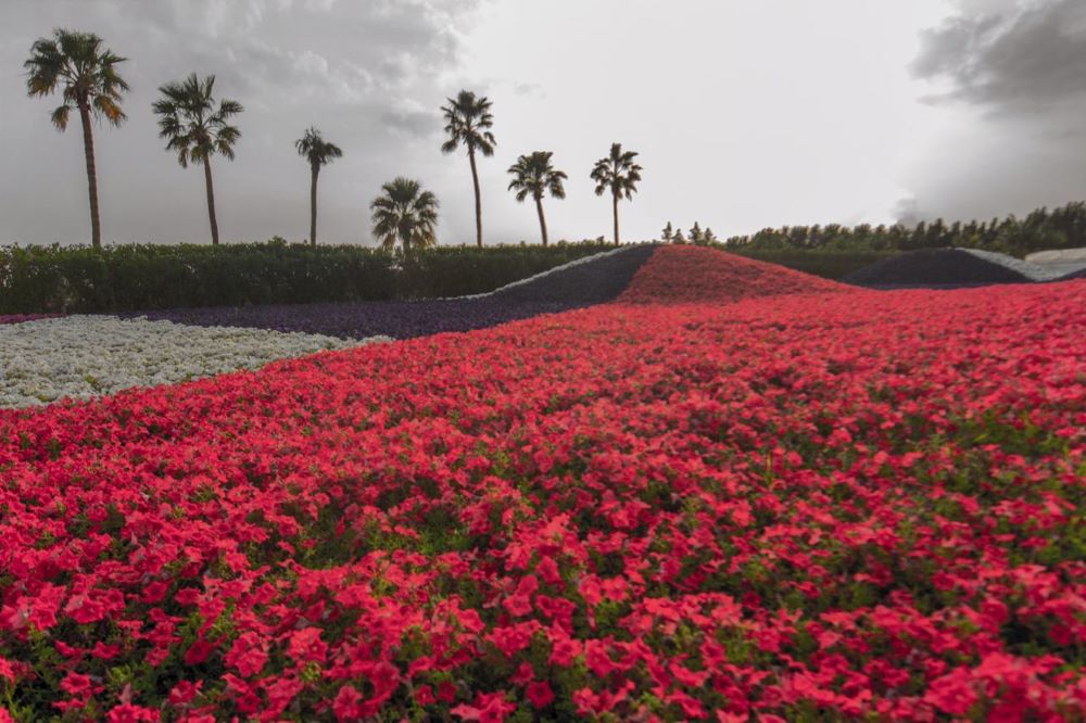 Yanbu’s annual flower festival starts on Feb. 15. (Supplied)