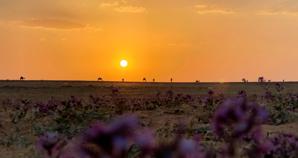 Saudi Arabia highlights importance of COP16, seeks steps to combat desertification and drought