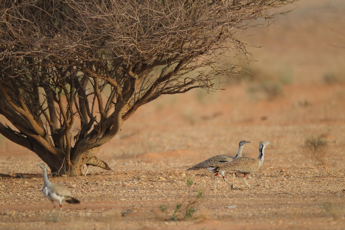 The Kingdom's National Center for Wildlife aims to produce 15,000 Houbara bustards at its breeding center by 2026. (NCW photo)