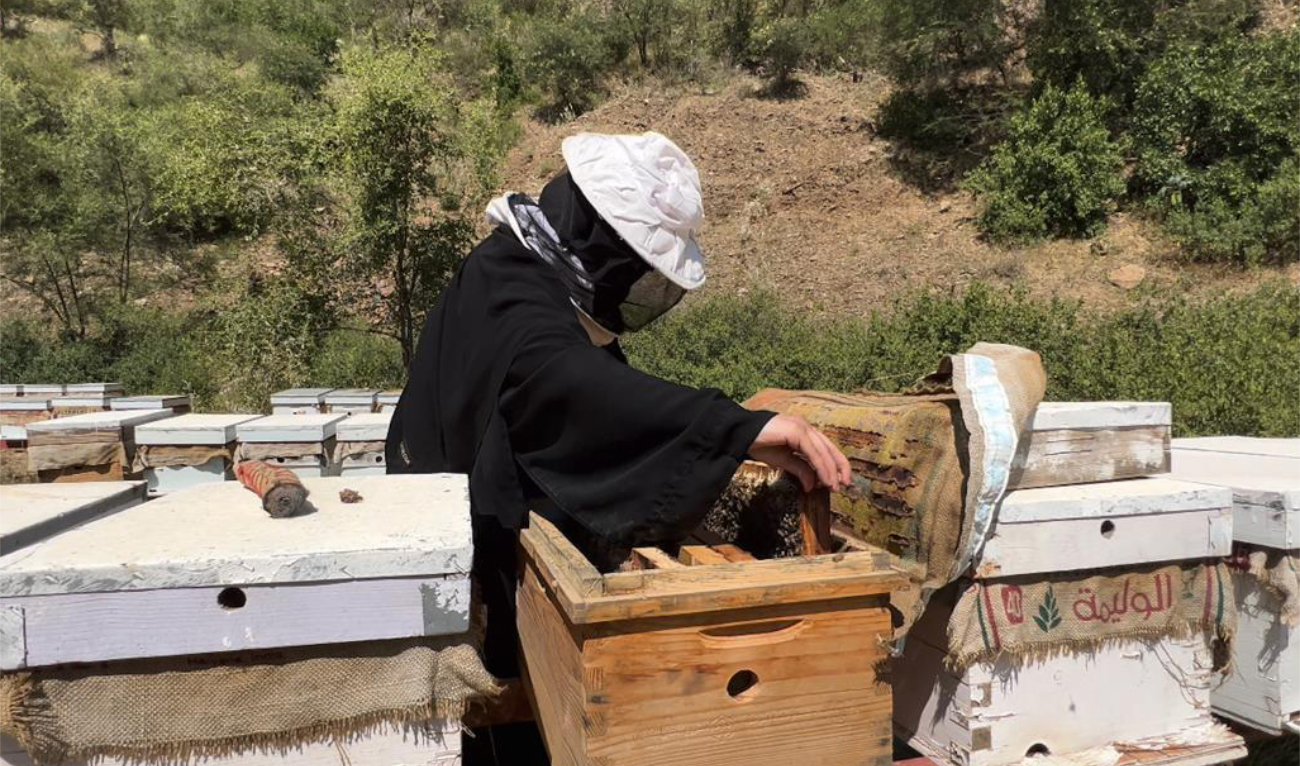 A select group of model beekeepers has achieved an impressive 200 percent increase in productivity by implementing the program. (SPA)