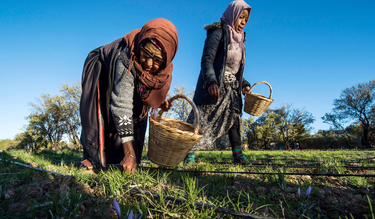 Labourers pick saffron flowers in a field in the Taliouine region in southwestern Morocco. (AFP)