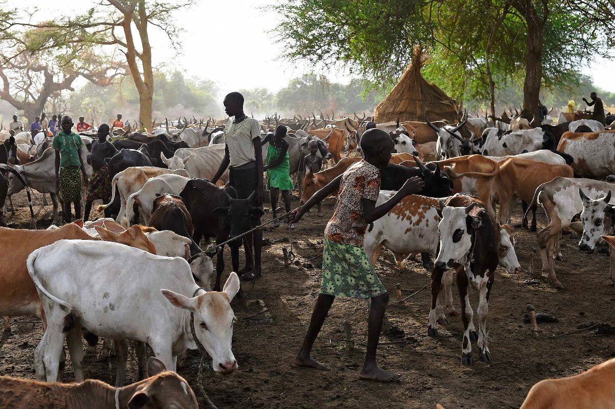 In this photo taken on April 24, 2016, Dinka tribespeople tend to their cattle at a camp in Toch, Warrap state in South Sudan. (AFP)