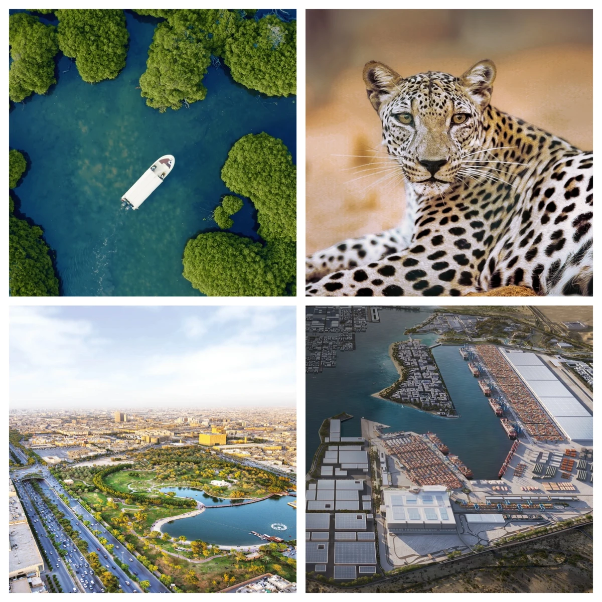How Saudi Arabia is using wildlife conservation, habitat protection, and the green transition to preserve its ecosystems