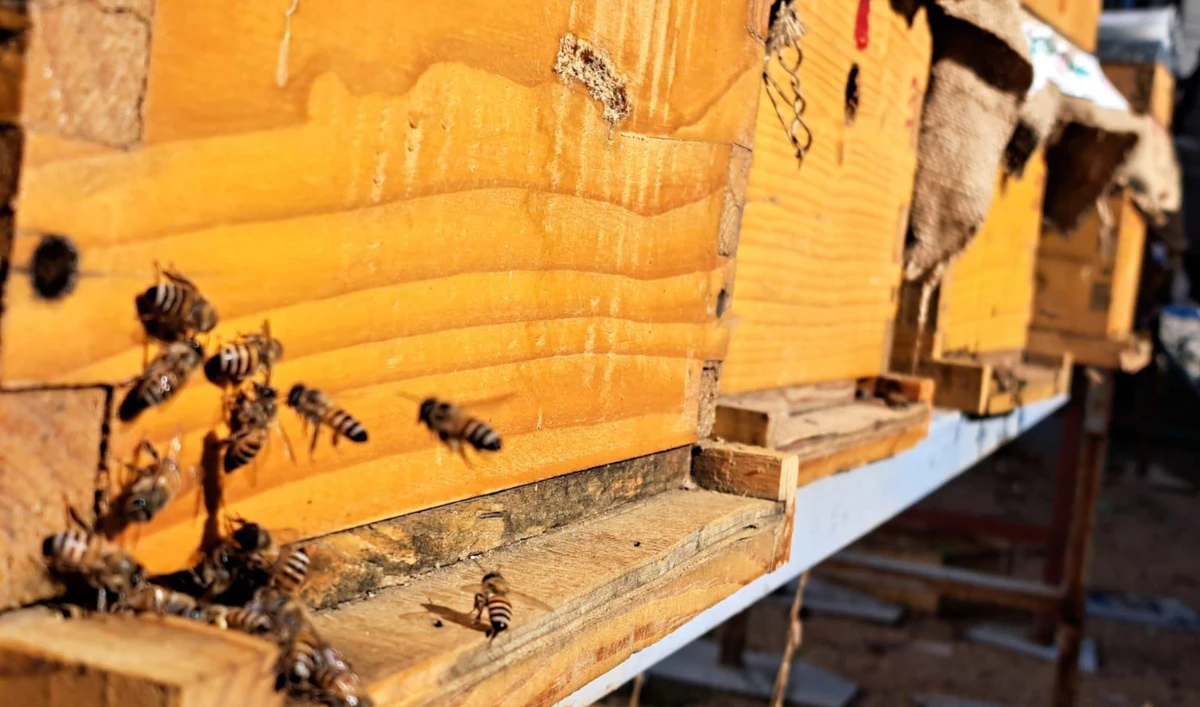 In the city, a market holds weekly auctions to sell honey and other bee products. (SPA)
