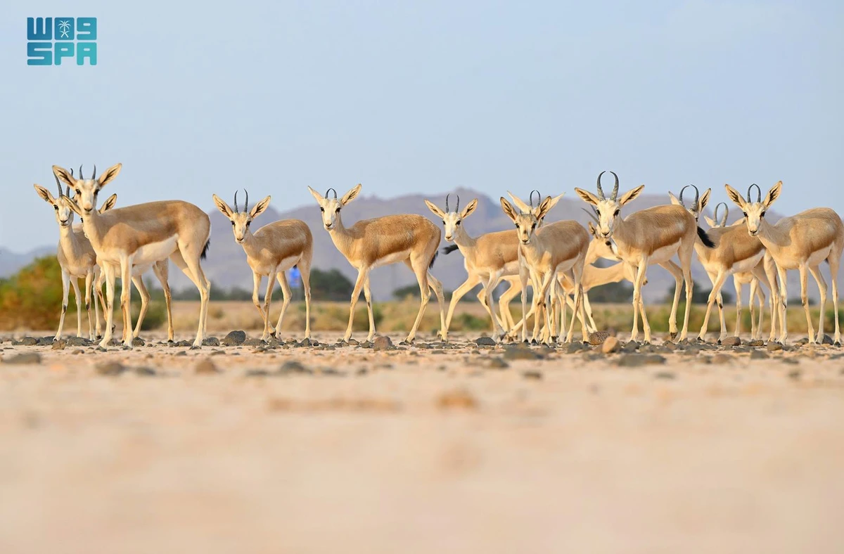 Hegra is an ideal destination for nature lovers and ecotourism enthusiasts. (SPA)
