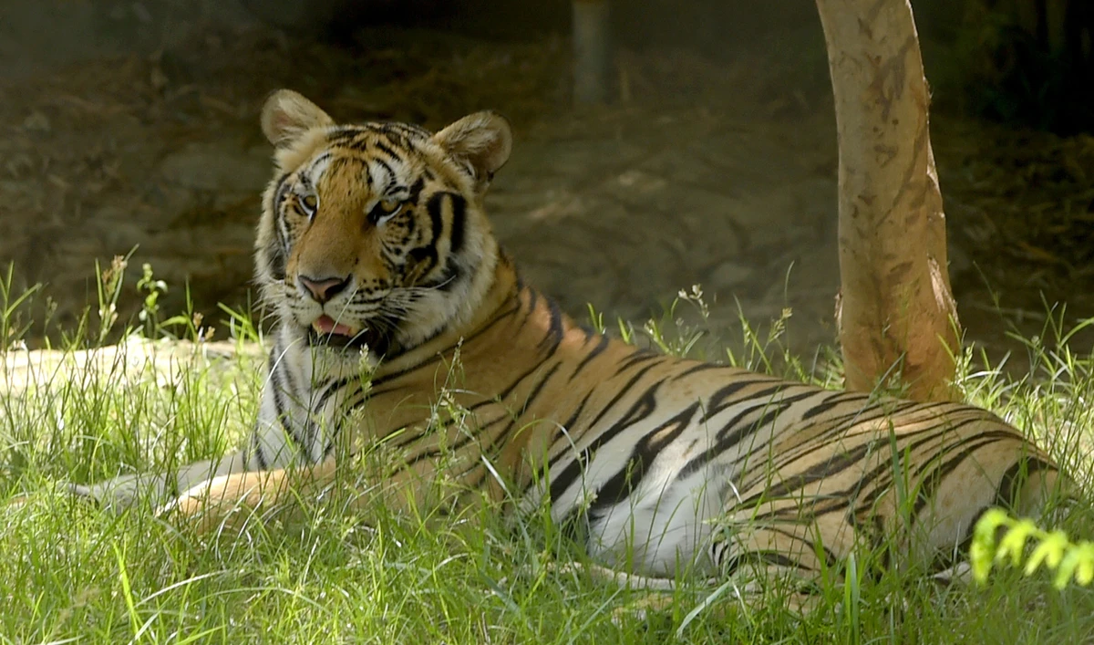 A tiger rests in an enclosure during the inauguration of Phnom Penh Safari in Phnom Penh on June 23, 2018. (AFP/File)