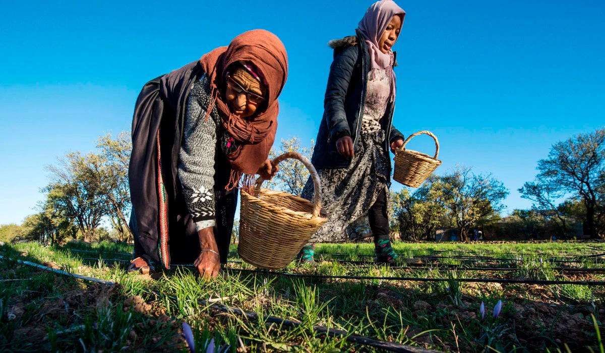 Labourers pick saffron flowers in a field in the Taliouine region in southwestern Morocco. (AFP)