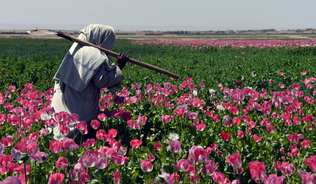 An Afghan farmer walks through a poppy field in Zari District of Kandahar province. (AFP)