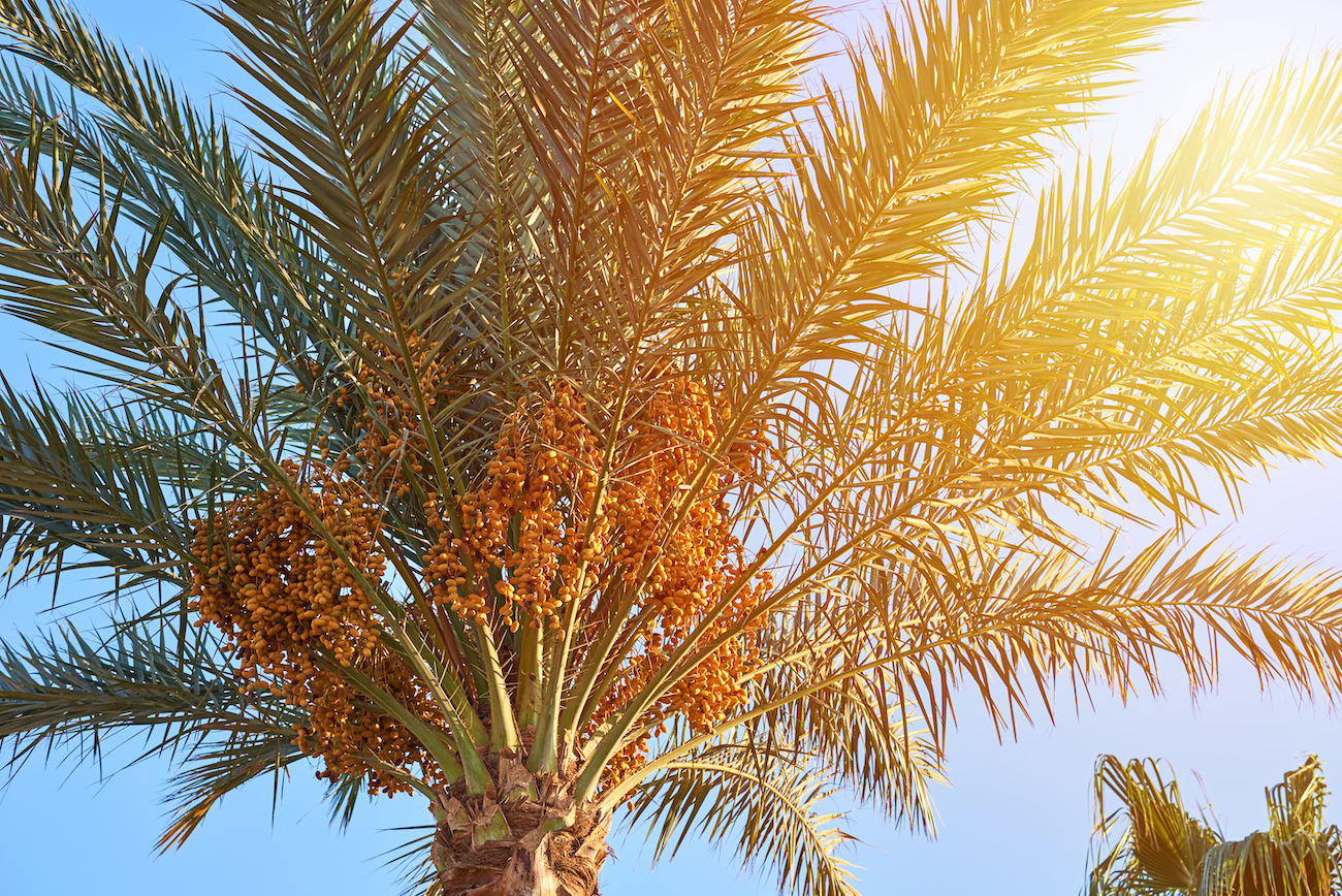 The value of Saudi Arabia’s date exports increased by 14 percent in 2023. (NCPD)