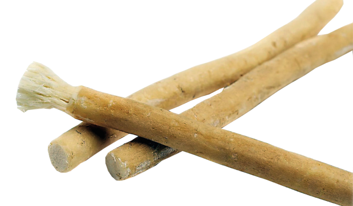 Miswak has gained widespread recognition, with the World Health Organization recommending the use of miswak for oral hygiene in both 1986 and 2000. (Supplied)
