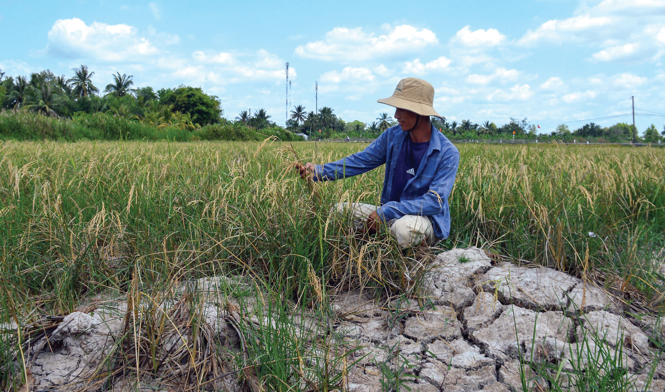 This photo taken on February 23 shows a farmer looking at his crop in a dry rice field amid a long heatwave in southern Vietnam’s Ca Mau province. (AFP)