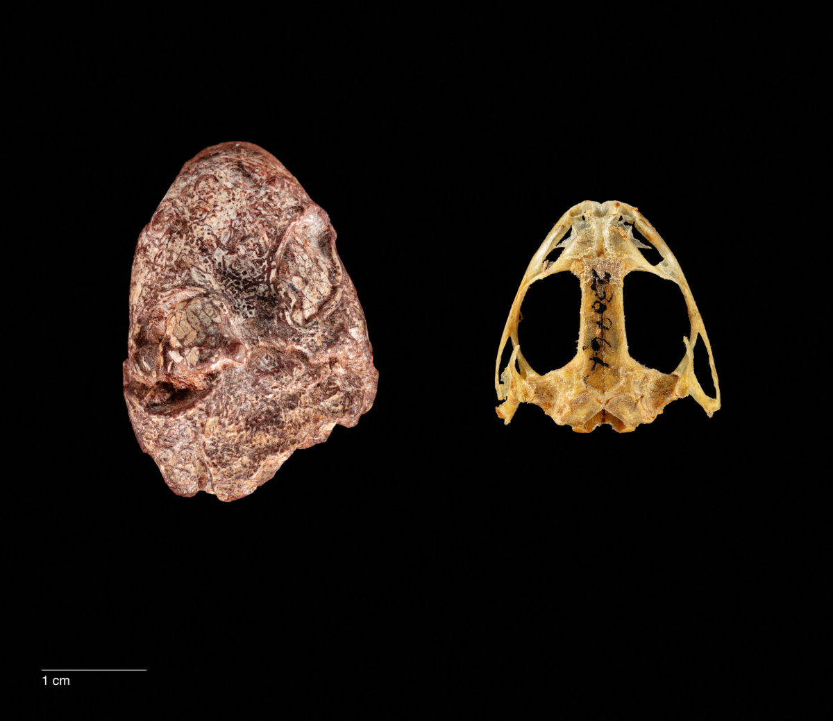 A composite image shows the fossil skull of the Permian Period proto-amphibian Kermitops (L) alongside a modern frog skull (Lithobates palustris), in this undated handout. (Brittany M. Hance, Smithsonian/Handout via REUTERS)