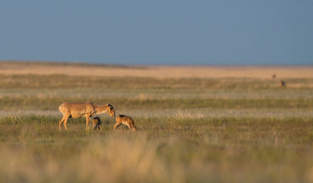 Digital tools play a crucial role in monitoring and combating the illegal wildlife trade. (Reuters)