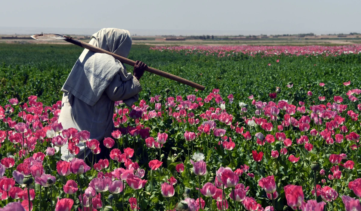 An Afghan farmer walks through a poppy field in Zari District of Kandahar province. (AFP)