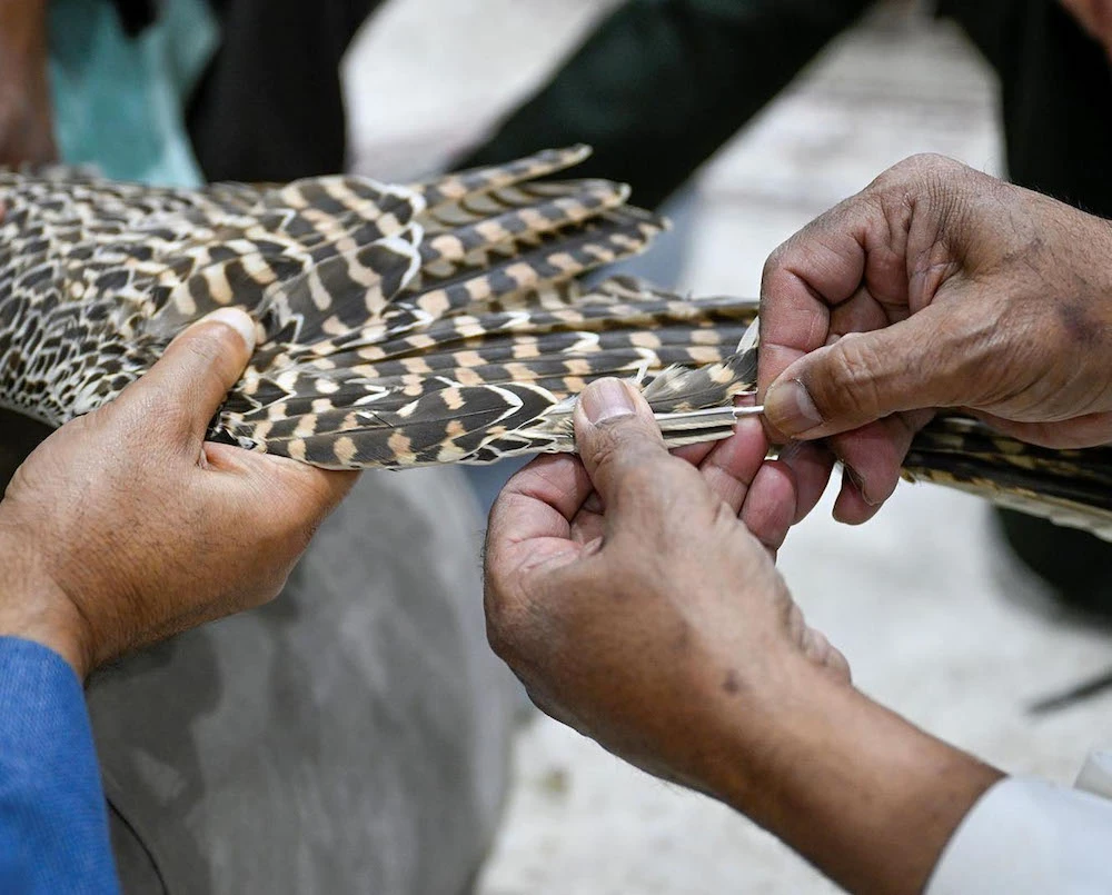 Art of falcon feather repair thrives in Kingdom