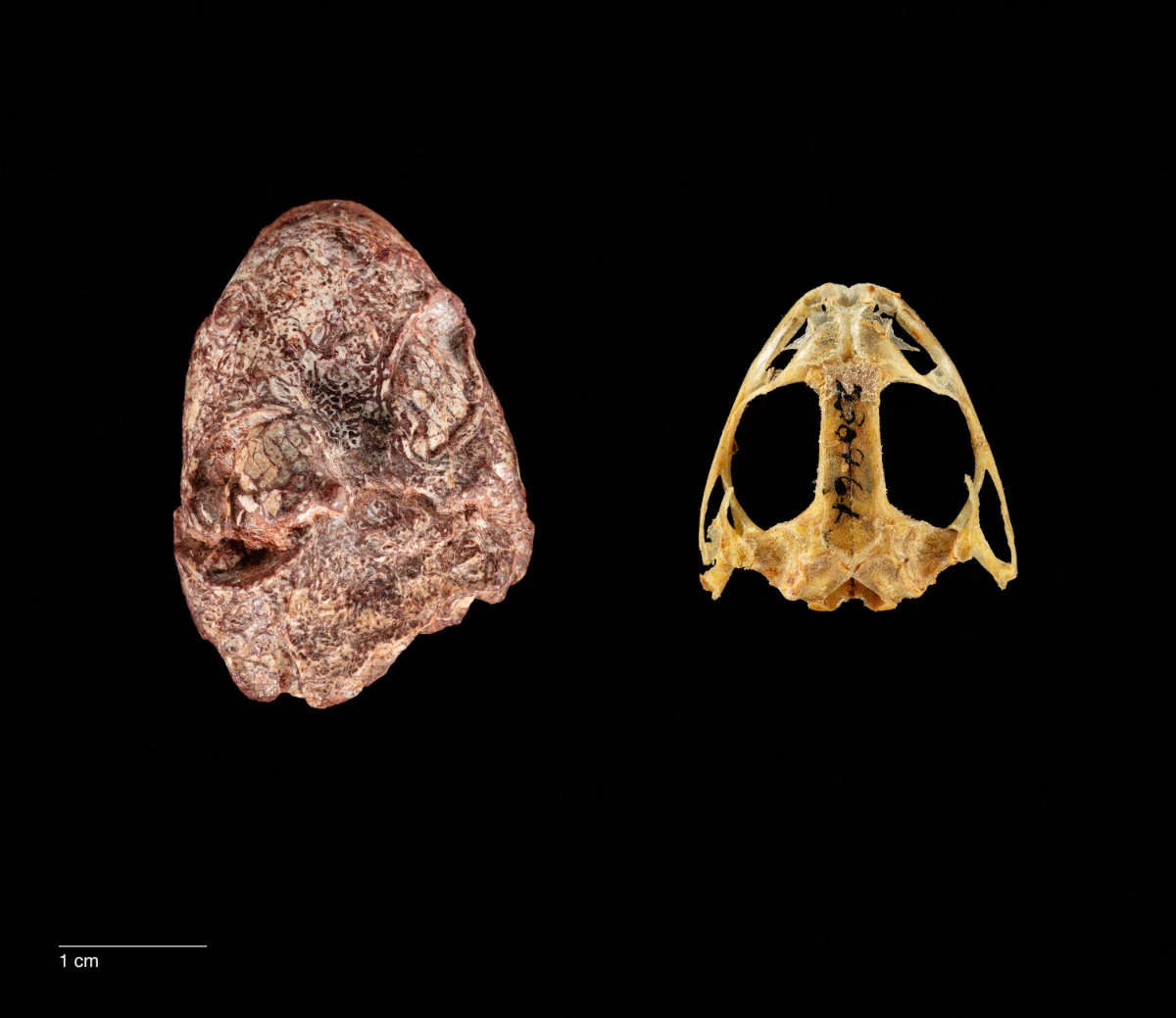 Creature named Kermit the Frog offers clues on amphibian evolution
