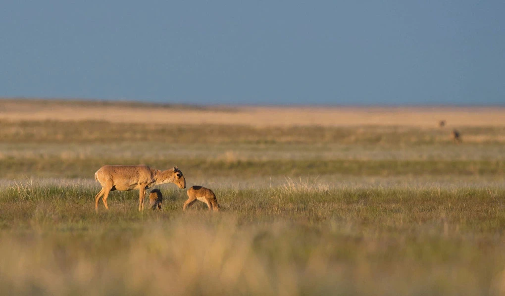 Digital tools play a crucial role in monitoring and combating the illegal wildlife trade. (Reuters)