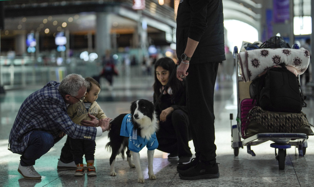 Istanbul airport provides anxious travelers with paw-sitive experience by hiring 5 therapy dogs