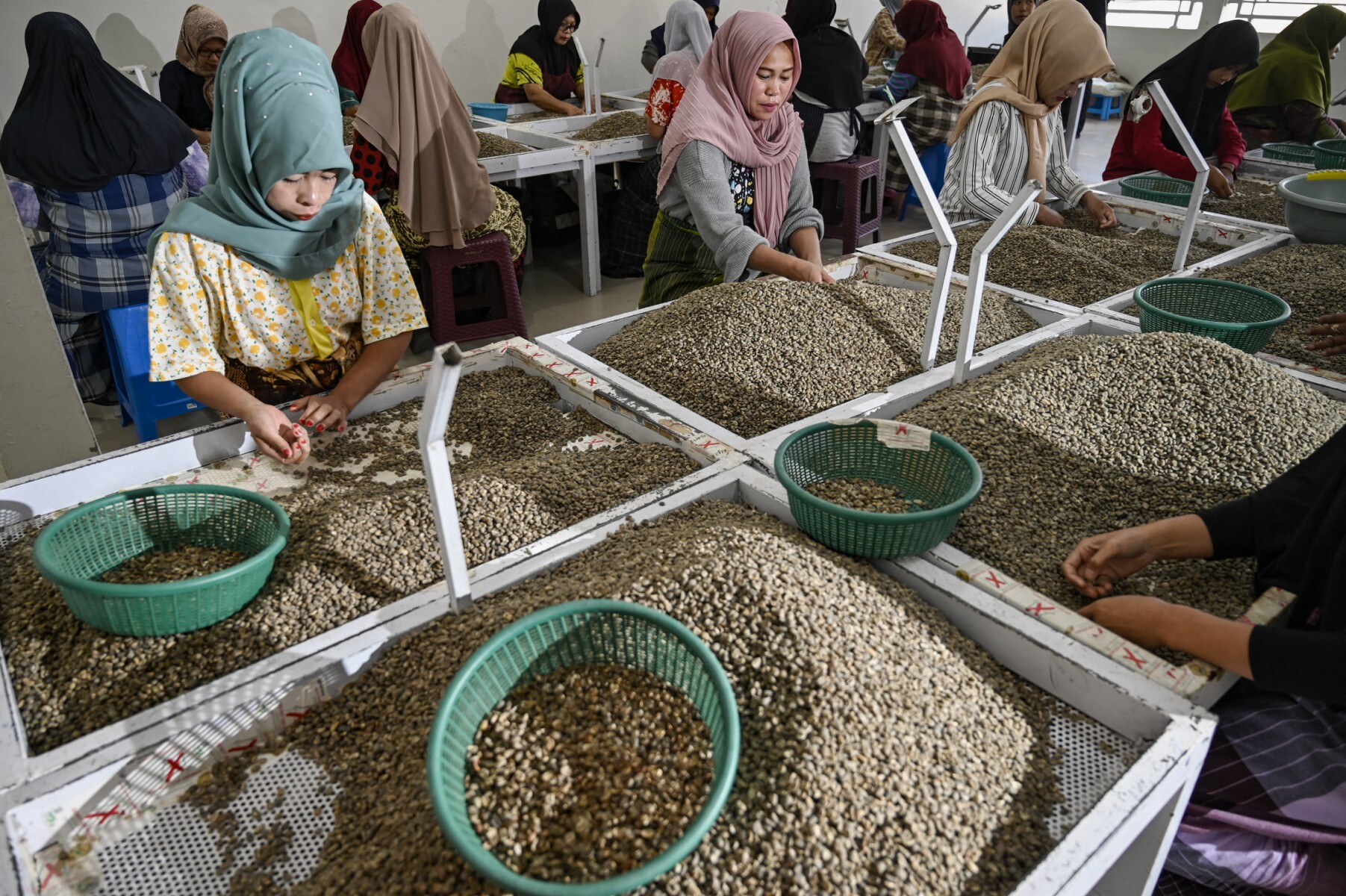This photo taken on Sept. 19, 2022 shows Indonesian workers sorting organic Gayo Arabica coffee beans at a coffee warehouse in the highlands of Takengon, Aceh province. (AFP)