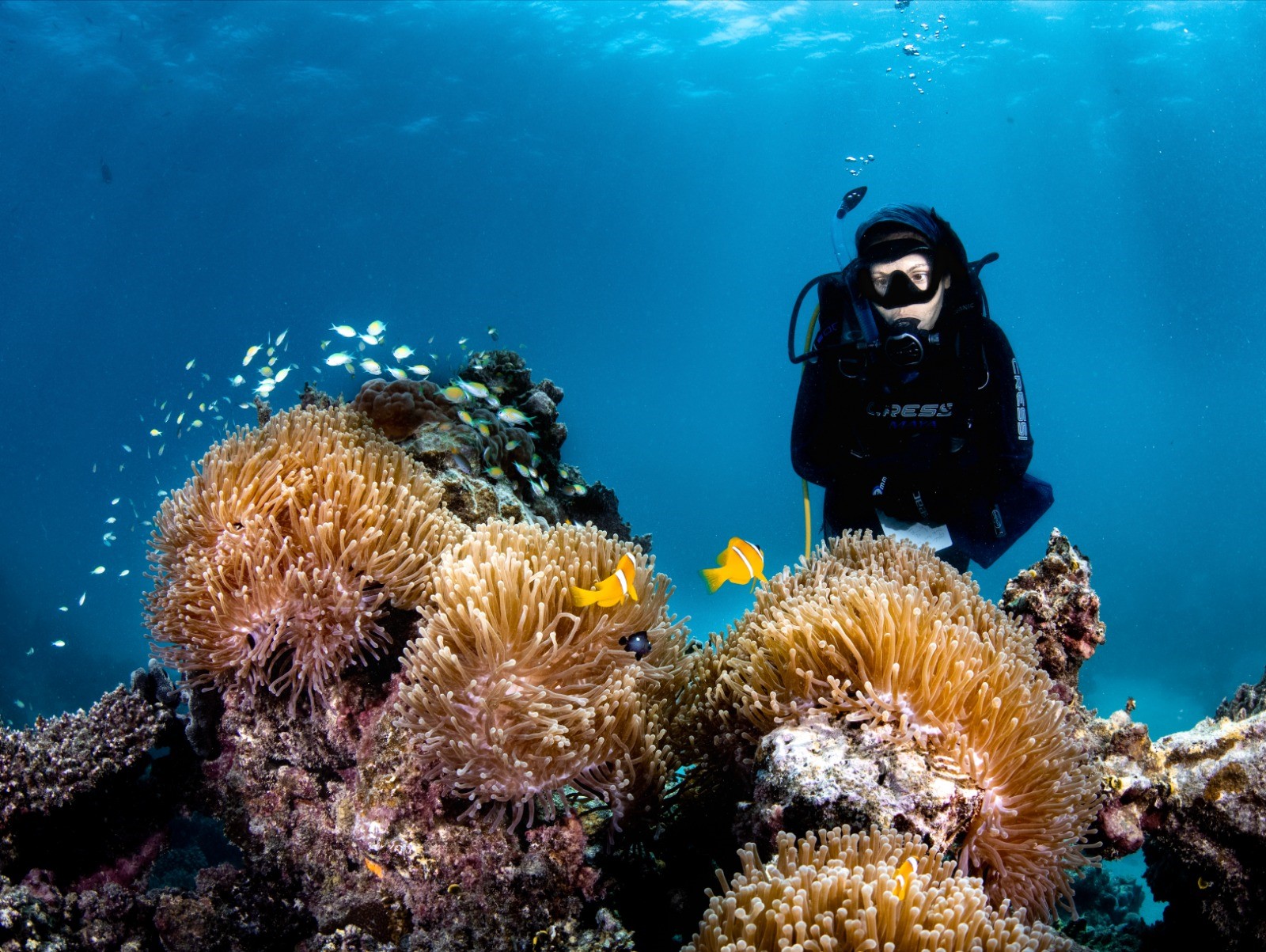 KAUST associate professor Raquel Peixoto has gained recognition as a global leader in using probiotics for coral reef restoration