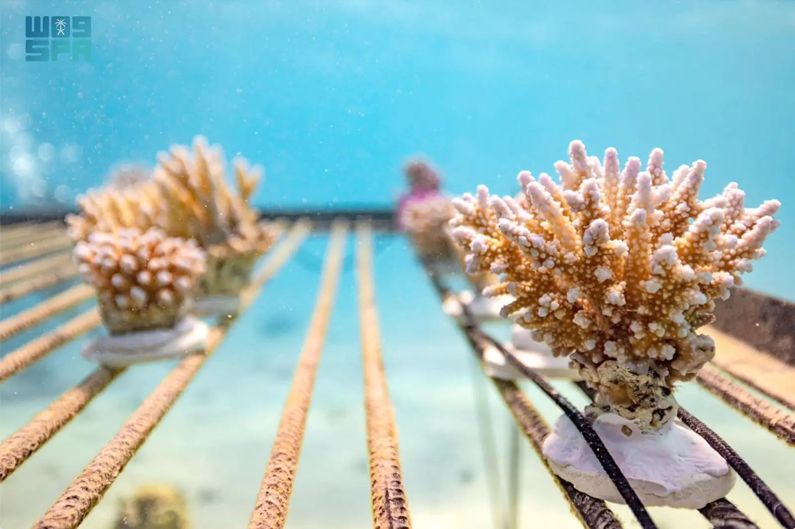 The nursery, built on the coast of NEOM in northwest Saudi Arabia, is set to transform coral restoration efforts with a production capacity of 40,000 corals annually. (SPA)