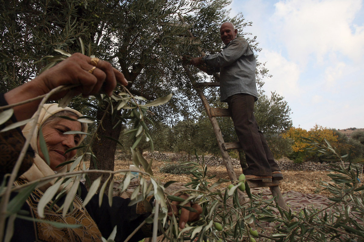 Farmers pick olives from their trees in Ajlun, 73 kms north of Amman, during the harvest season on October 21, 2008 before pressing it for olive oil. (File/AFP)