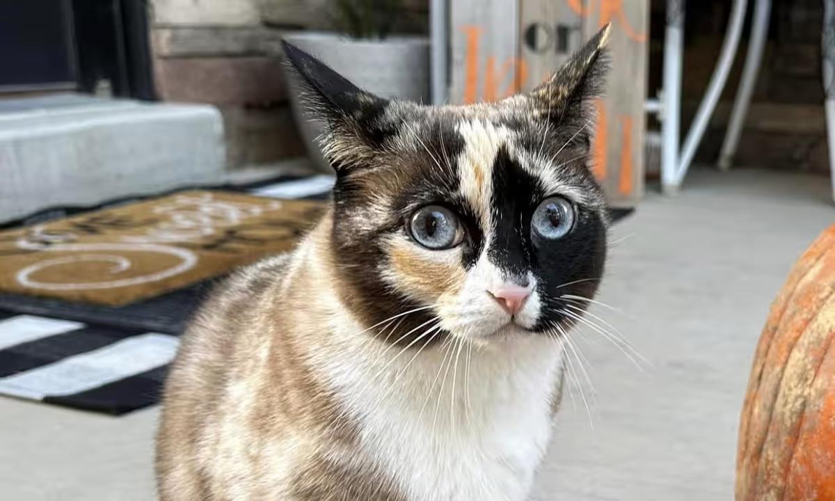 Amazon Purr-rime: Cat accidentally shipped to online retailer