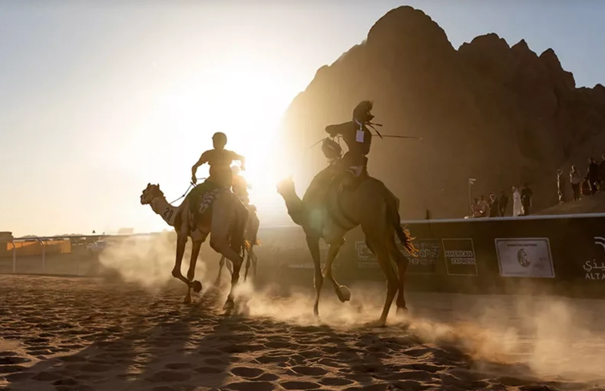 Camel Cup