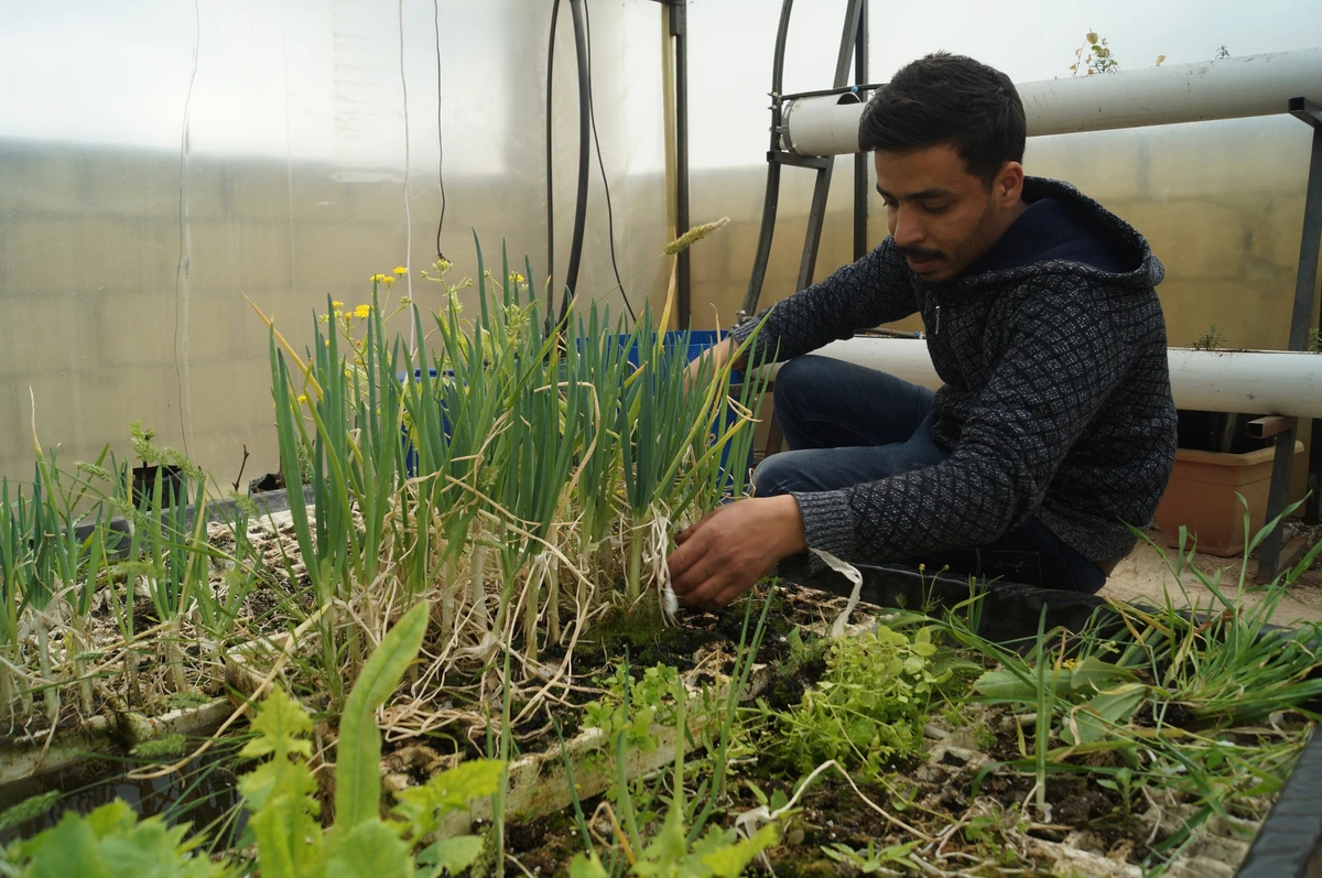 Idris Abu Saleh grows a variety of vegetables and herbs at his homemade hydroponic greenhouse in Jerash refugee camp in Jordan. (AN Photo/Tamara Turki)