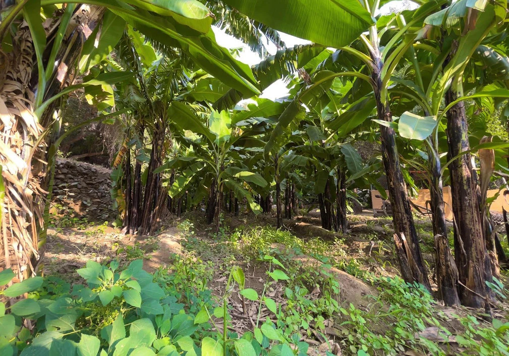 Banana seedlings are increasingly being produced in the Kingdom. (SPA)