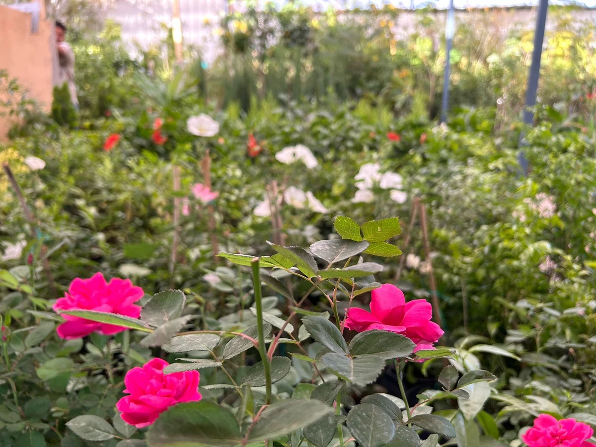 It is critical to take care of the soil before planting seeds by creating organic elements in the soil rather than relying on chemical or synthetic fertilizers. (AN Photo/Haifa Alshammari)
