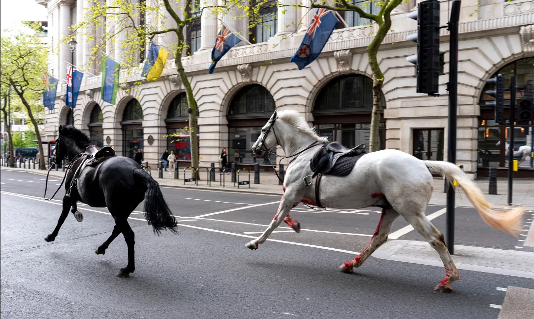 Two horses on the loose bolt through the streets of London near Aldwych. (Jordan Pettitt/PA)