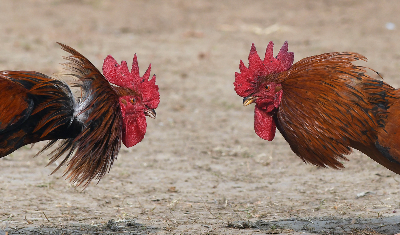 A traditional cock fight takes place at the Jonbeel Mela festival in the Morigaon district of Assam, some 60km from Guwahati, in northeast India on January 19, 2018. (AFP/File)