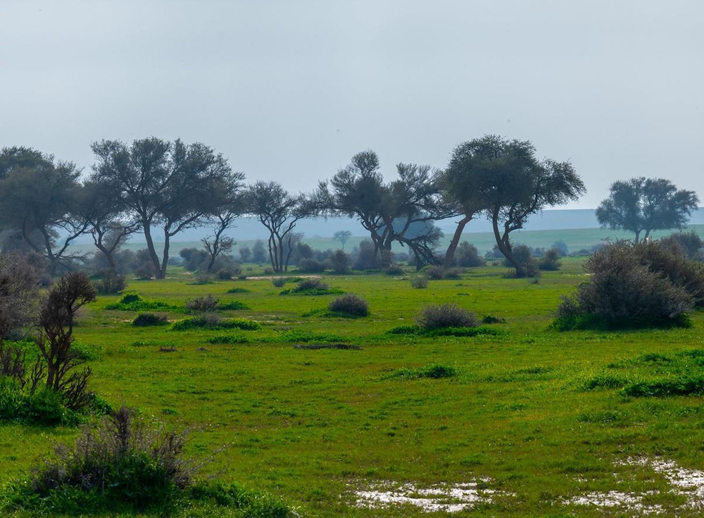 Imam Turki bin Abdullah Royal Nature Reserve has planted more than 600,000 trees through desert forestation projects. (SPA)