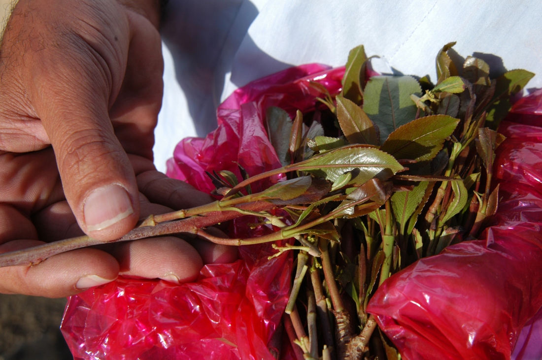 Mostly chewed by users, Qat is a mild stimulant and illegal across most of the Arab world. (FILE/SHUTTERSTOCK)