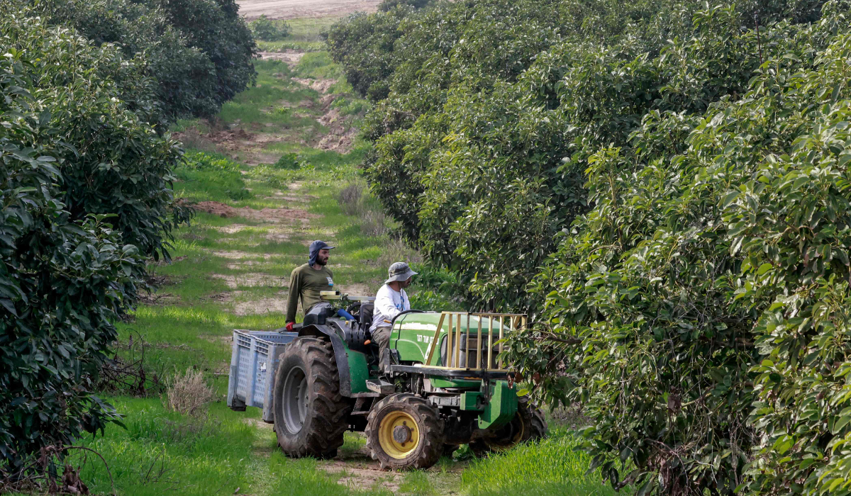 Israeli volunteers ride a tractor during the avocado fruit harvest at a plantation near Kibbutz Erez close to the border with the Gaza Strip in southern Israel on December 20, 2023, amidst a shortage of workers due to the ongoing conflict between Israel and the Palestinian militant group Hamas. (AFP)