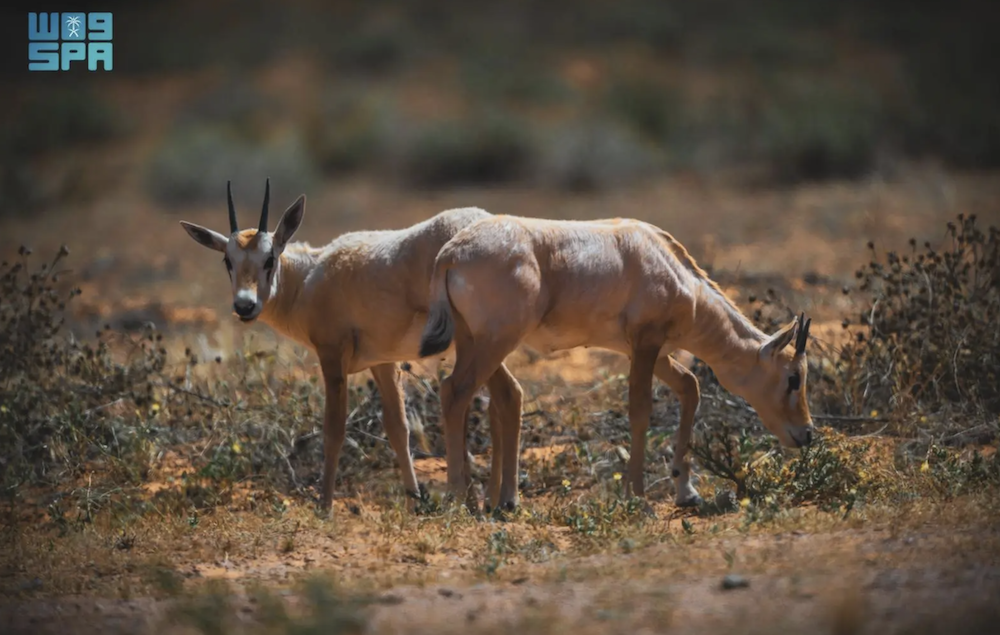 Eight Arabian oryx calves have been welcomed at the Imam Turki bin Abdullah Royal Reserve. (SPA)