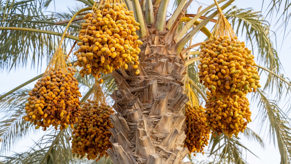 The National Center for Palm and Dates has recently revealed a significant increase in value across various countries during the period, reaching SR644 million ($171.7 million), compared to SR566 million in the first quarter of 2023. Shutterstock
