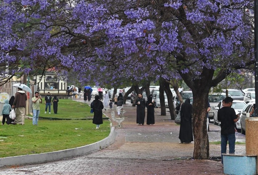 Abha is awash with color as the jacaranda trees that line the city’s streets spring into life. (SPA)