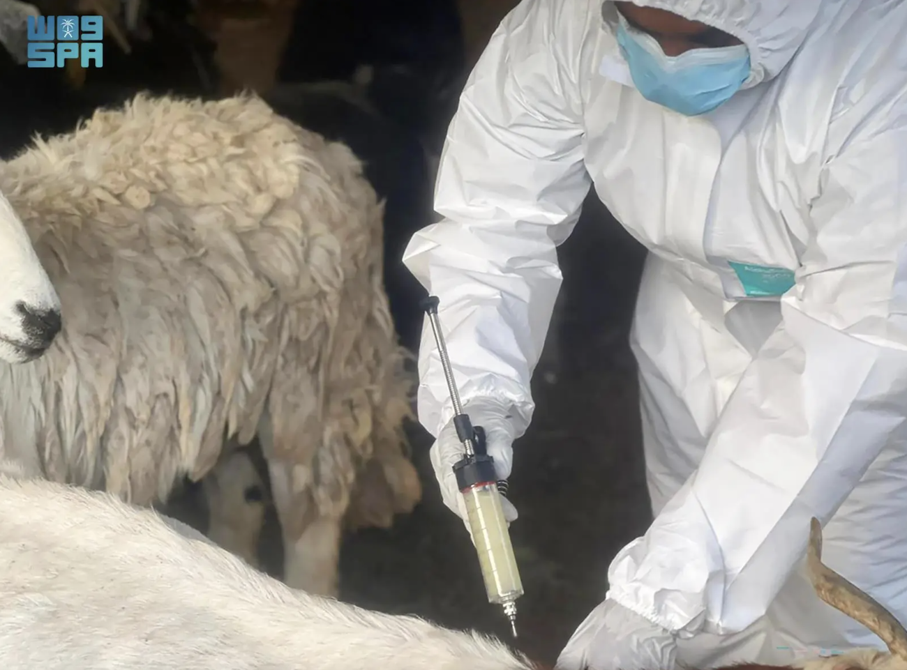 Ministry has emphasized that the withdrawal period for veterinary drugs varies depending on the active ingredient and the method of administering the dose. (File/SPA)