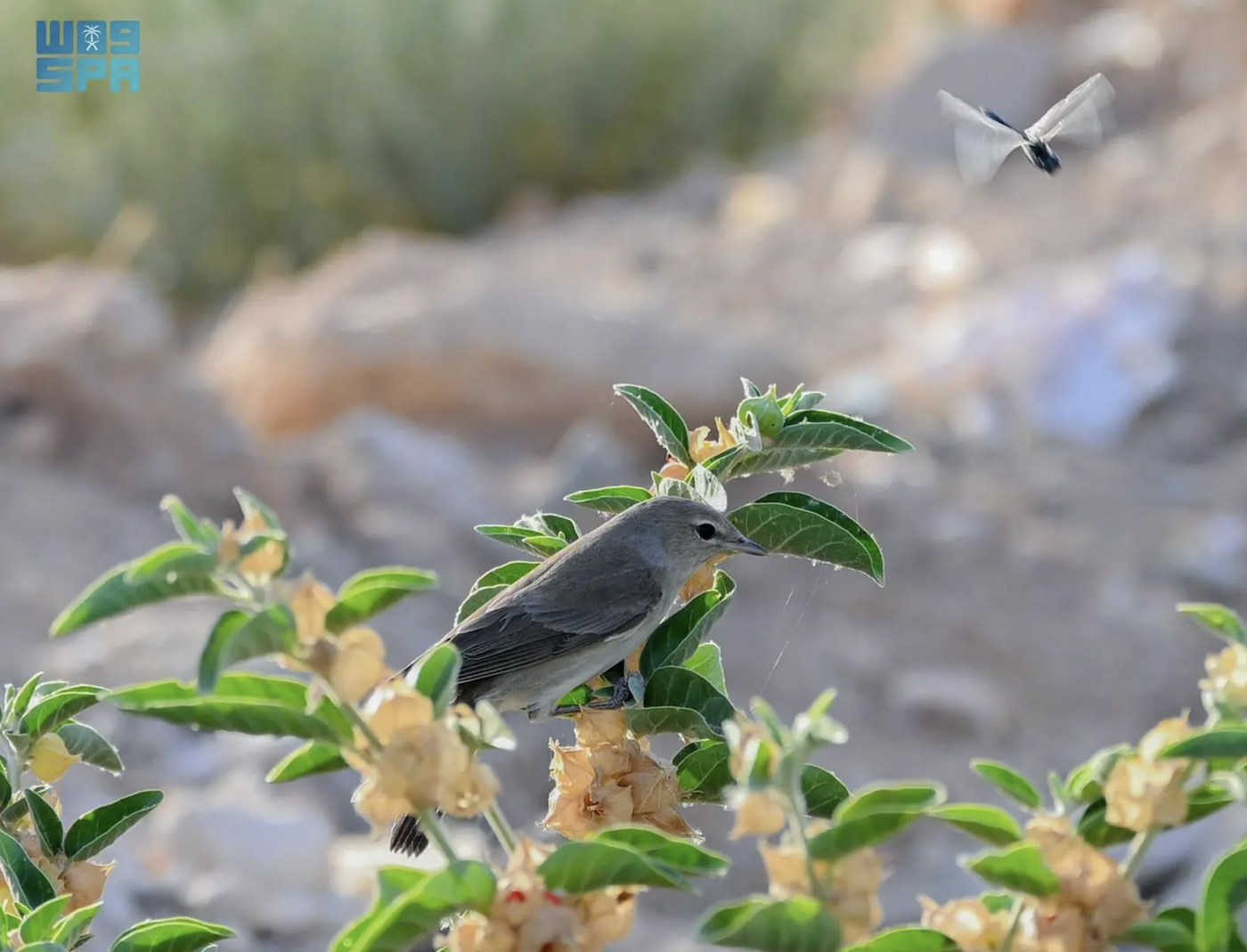Saudi ginseng, an evergreen shrub with yellow flowers, has reappeared after a 20-year absence in the deserts of the Northern Border region. (SPA)